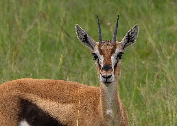 Ngorongoro Safari