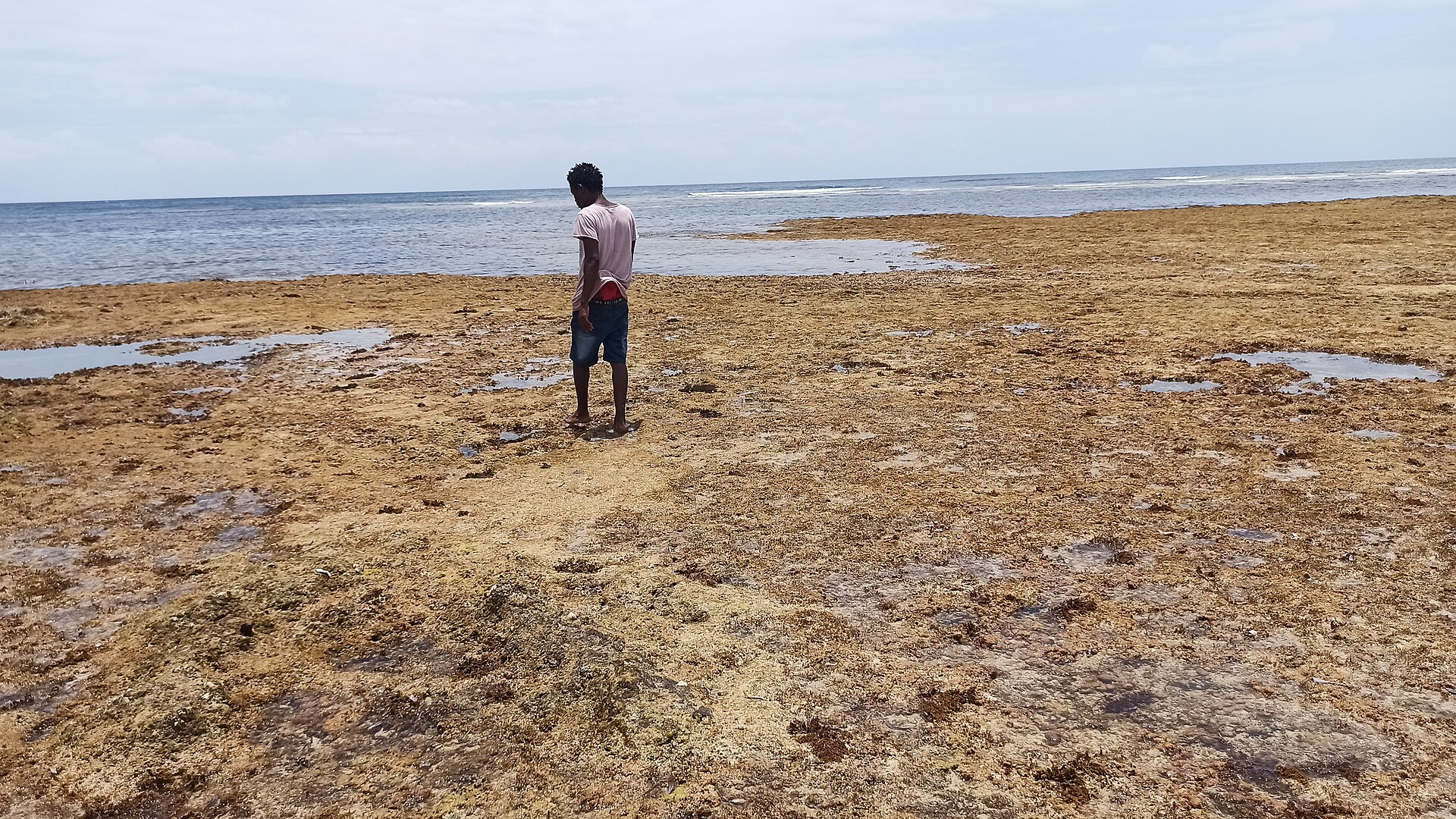 Reef walk at low tide on Watamu Beach in Kenya
