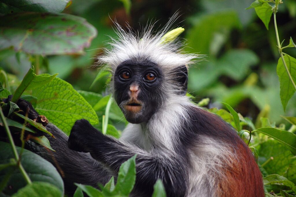 Zanzibar red colobus monkey in Jozani Forest