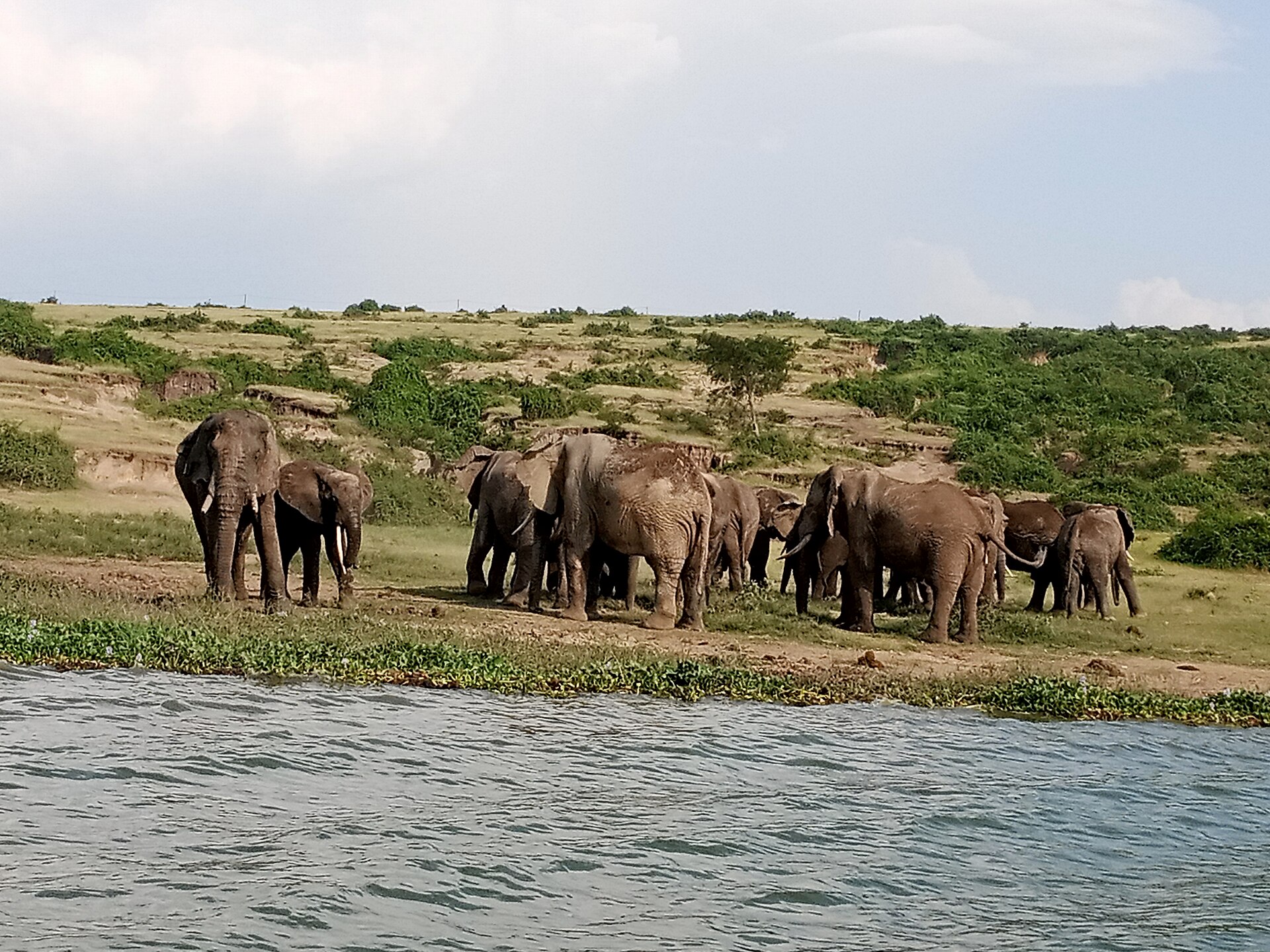 Wildlife in Queen Elizabeth National Park, Uganda