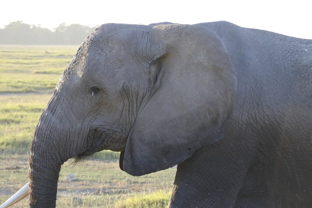 Elephant herd in Amboseli National Park, Kenya