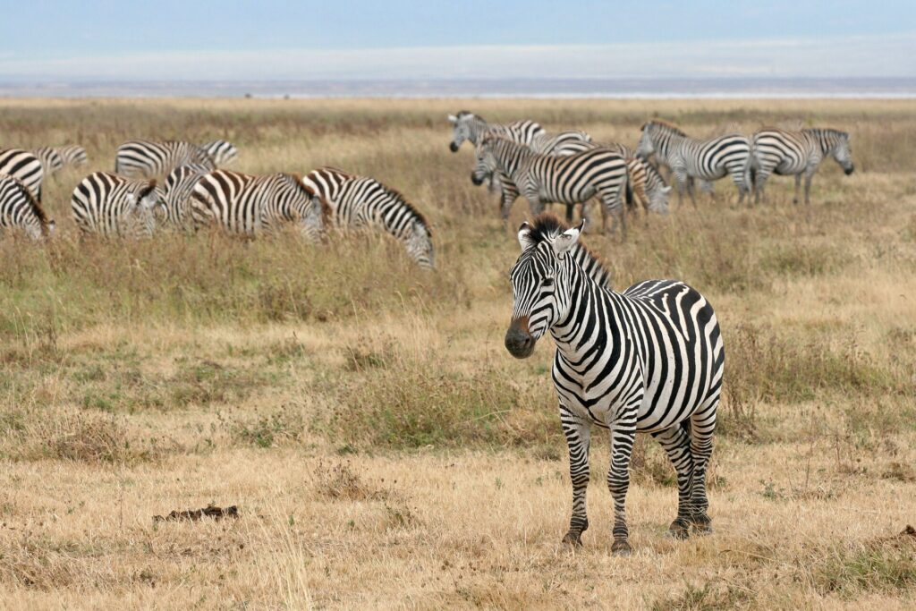 Zebras inside Ngorongoro Crater in Tanzania