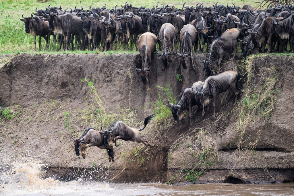 Wildebeest entering the Mara River during the Great Migration