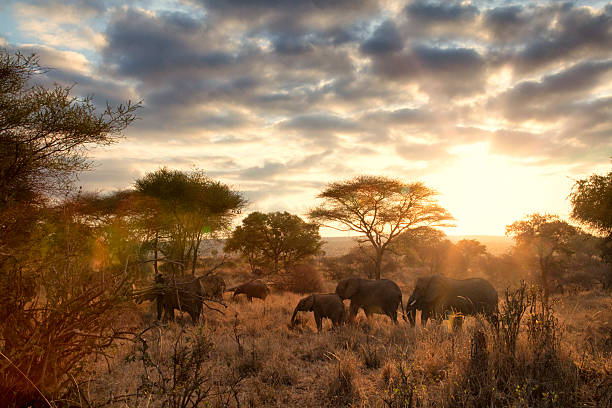 TARANGIRE